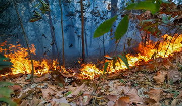 El Amazonas se quema y a nadie le importa