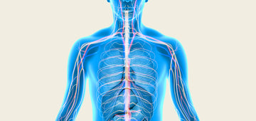 ¿Para qué sirve el metabolismo y por qué es tan importante?