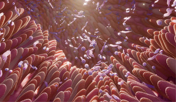 ¿Qué es la flora intestinal?