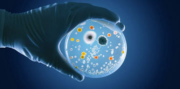 Test de microbiota intestinal: ¿Cómo se hace y para qué sirve?