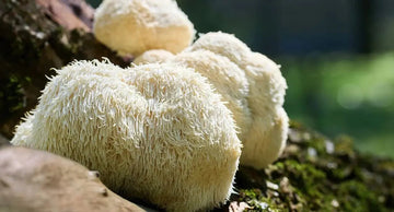 melena de leon hongo