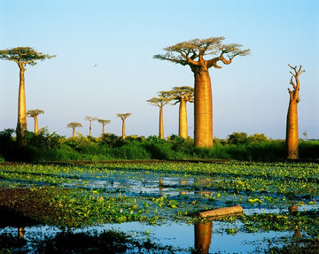 Dónde comprar BAOBAB y todo lo que debes saber sobre este árbol africano