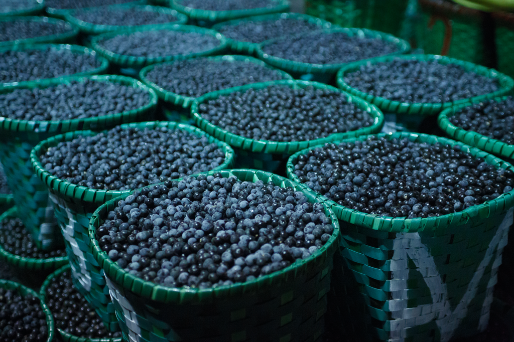 WHERE TO BUY AÇAÍ AND EVERYTHING YOU NEED TO KNOW ABOUT THIS FRUIT