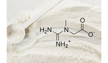 Diferencias entre Creatina Monohidratada y Micronizada: ¿Cuál es Mejor para Ti?