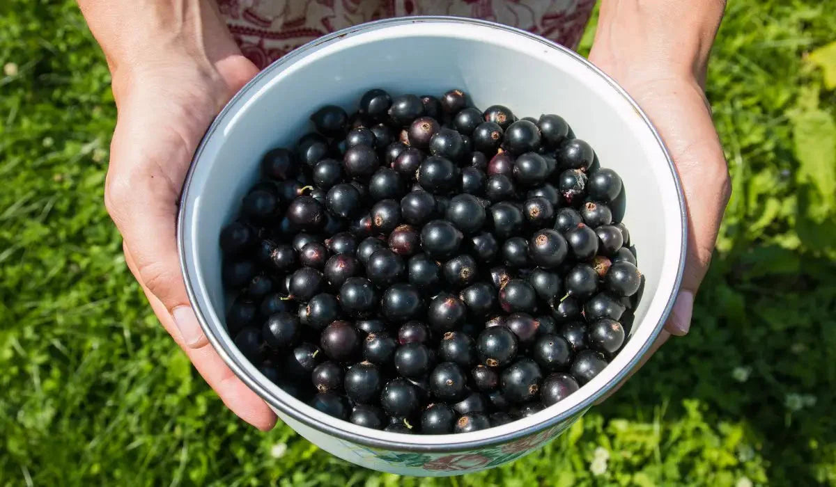 Donde comprar açaí