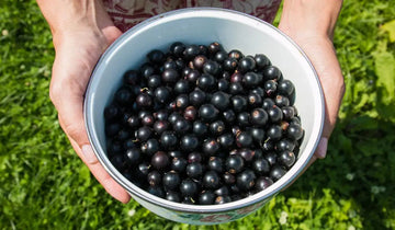 Donde comprar açaí