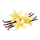 Vainilla
